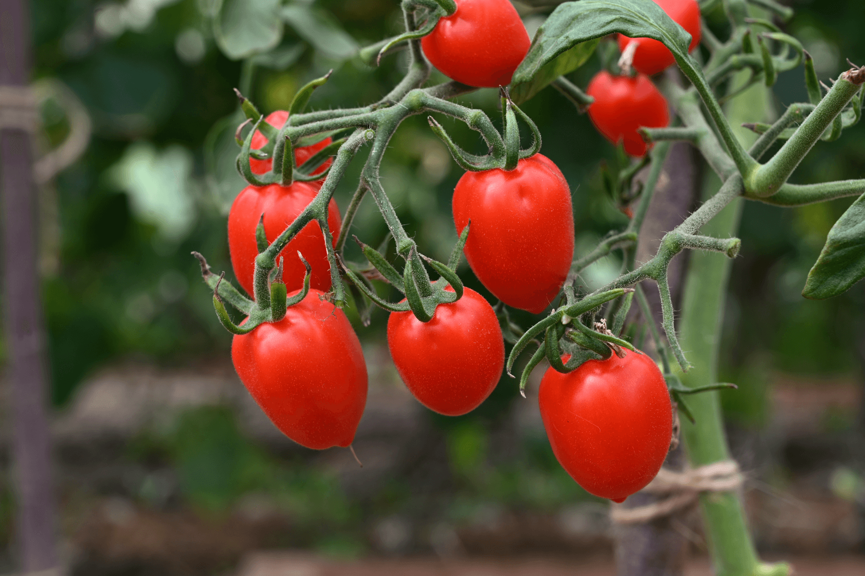 fruits4.png